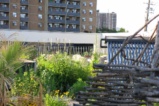 rooftop garden at Access Alliance on Danforth