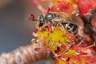 Lasioglossum [sweat bee] on red maple photograph by Heather Holm
