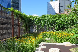 Native Child & Family Services rooftop garden