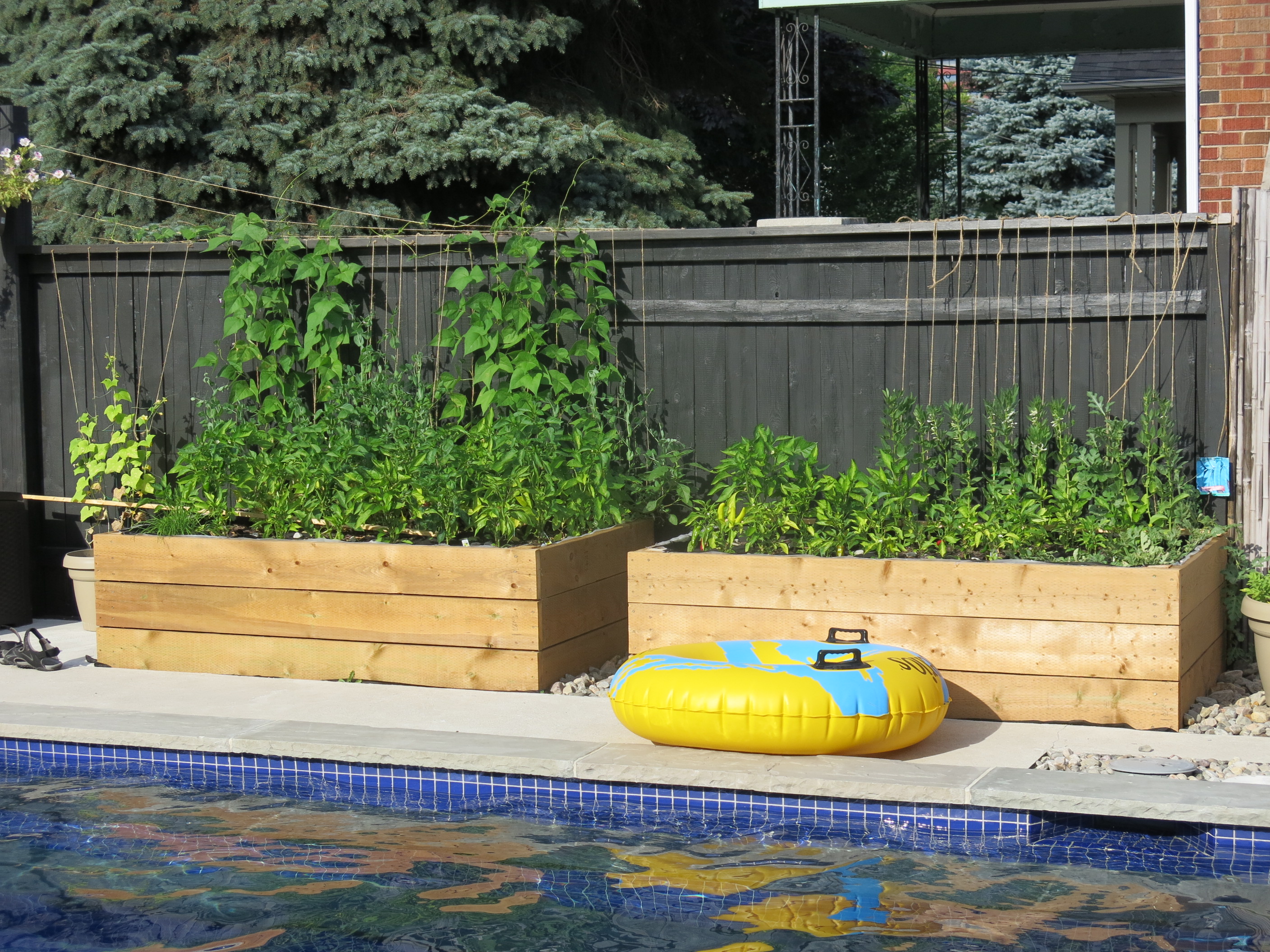 pepper plants and beans in a wooden box beside a swimming pool