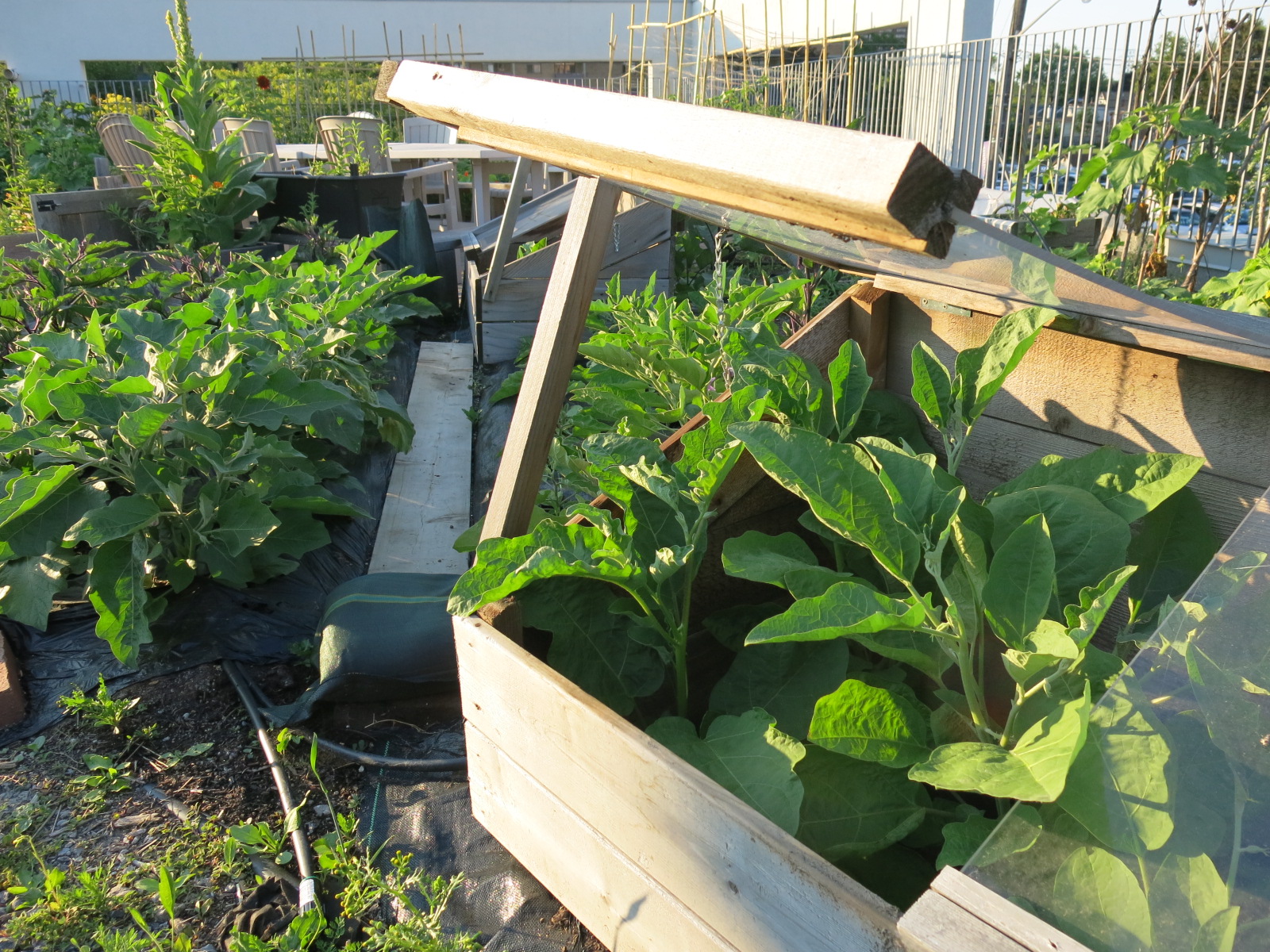 Cold frames with eggplants on Access Alliance's Green Roof at Danforth and Victoria Park