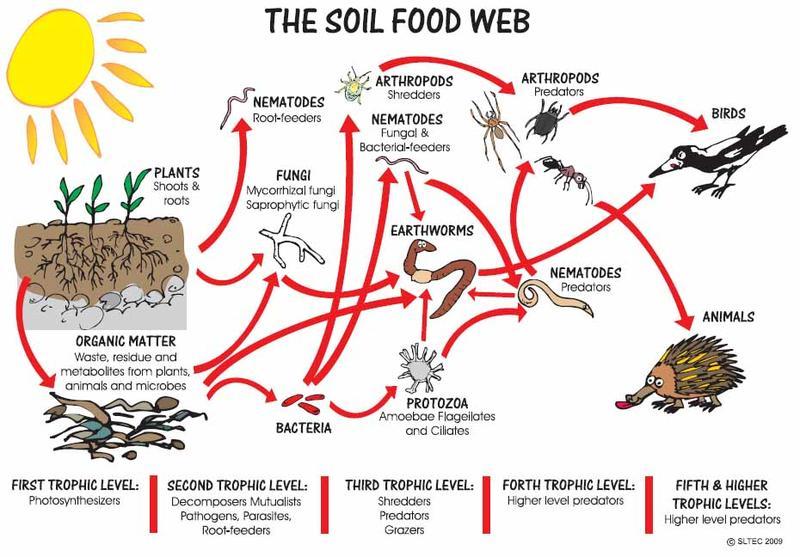 Diagram showing connections between beneficial organisms in the soil such as nematodes and fungi